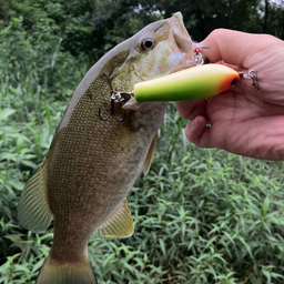 スモールマウスバス