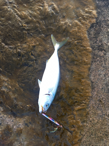 コゾクラの釣果