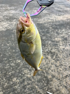 ショゴの釣果