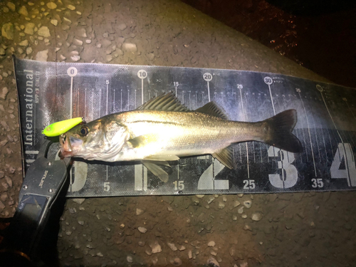 シーバスの釣果