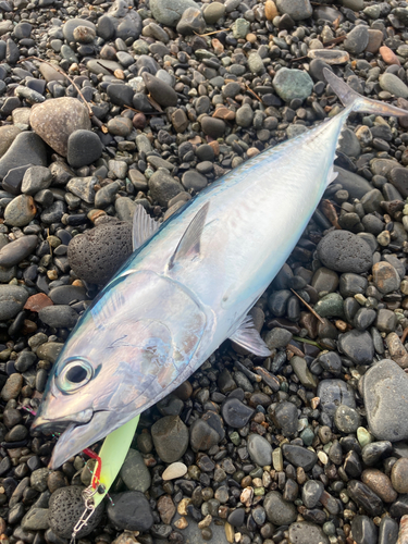 ソウダガツオの釣果