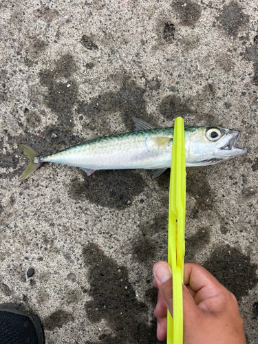 サバの釣果