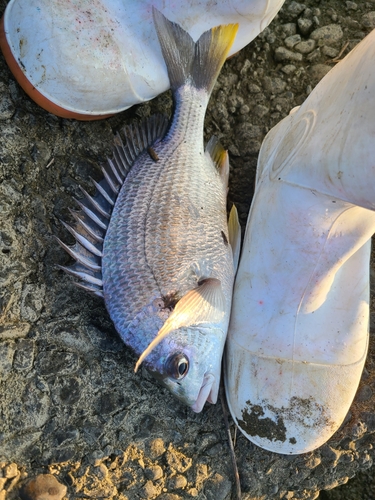 チヌの釣果