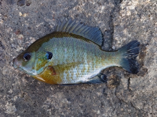 ブルーギルの釣果