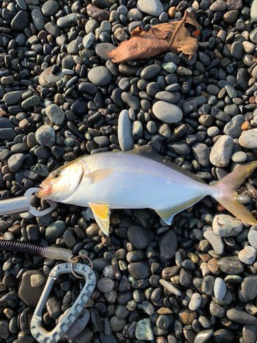 ショゴの釣果