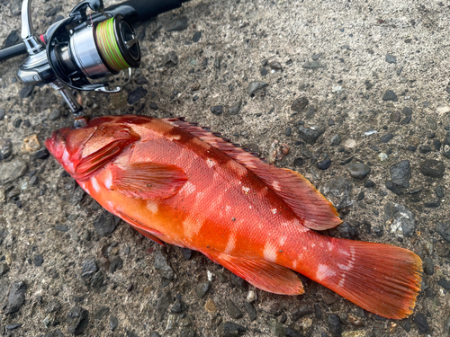 アカハタの釣果