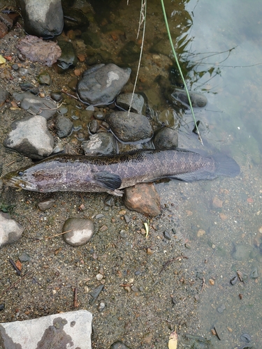 ライギョの釣果