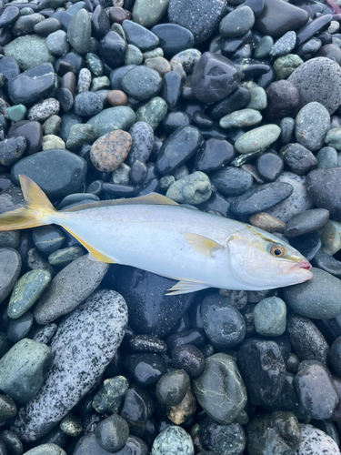 ワカシの釣果