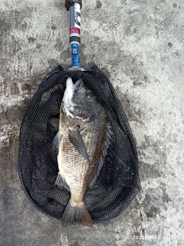 クロダイの釣果