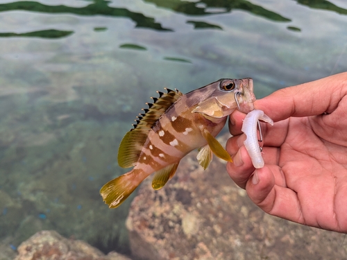 アカハタの釣果