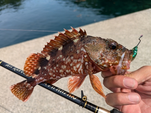 ガシラの釣果