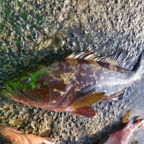 アコウの釣果