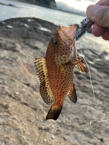 エソの釣果