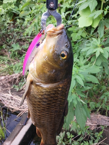 コイの釣果