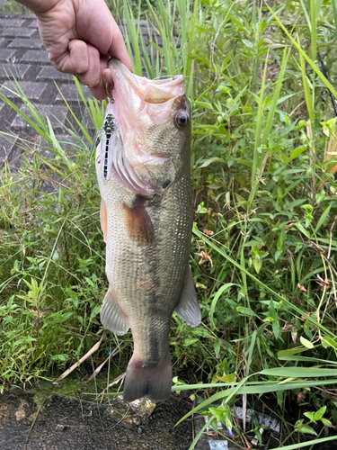 ラージマウスバスの釣果