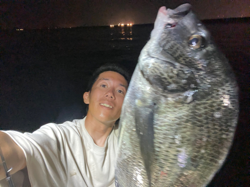 クロダイの釣果