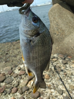 キビレの釣果