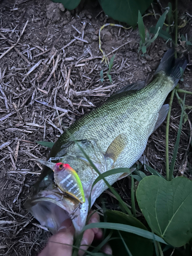 ブラックバスの釣果