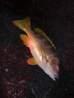 シブダイの釣果