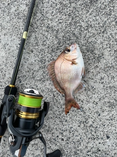 チャリコの釣果