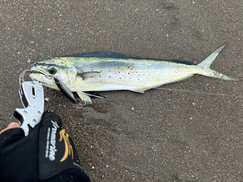 シイラの釣果