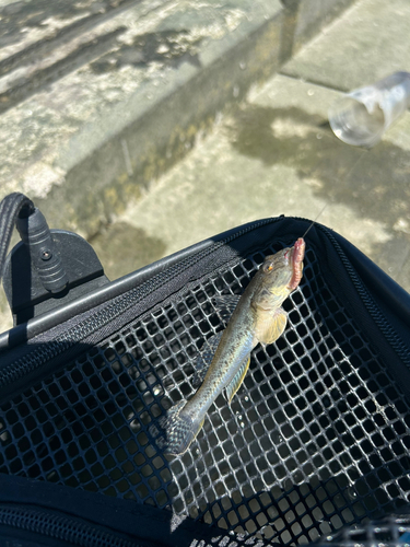 ハゼの釣果