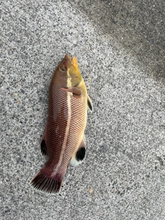 コブダイの釣果