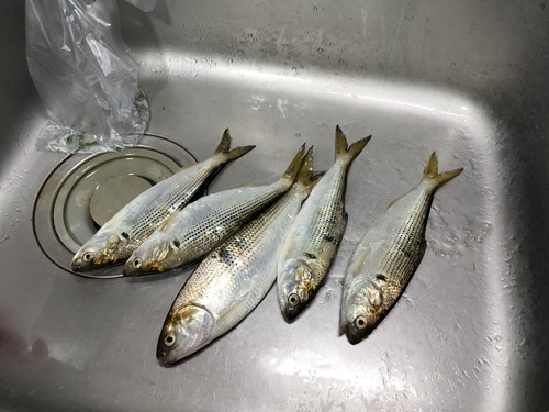 コノシロの釣果