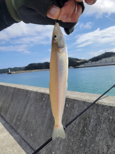 シロギスの釣果