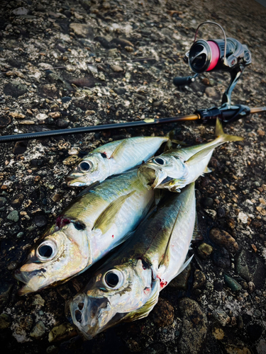 アジの釣果