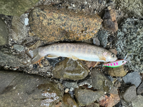 イワナの釣果