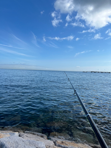 チャリコの釣果