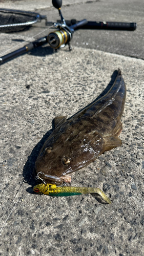 マゴチの釣果