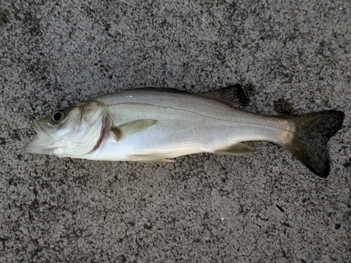 セイゴ（マルスズキ）の釣果