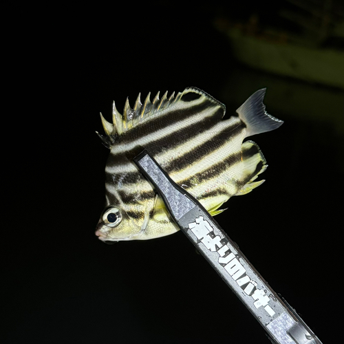 カゴカキダイの釣果