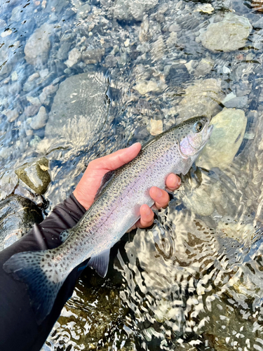 ニジマスの釣果