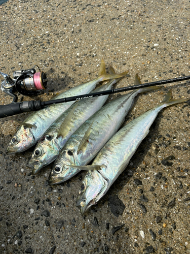 マルアジの釣果