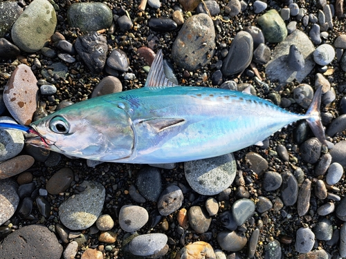 マルソウダの釣果