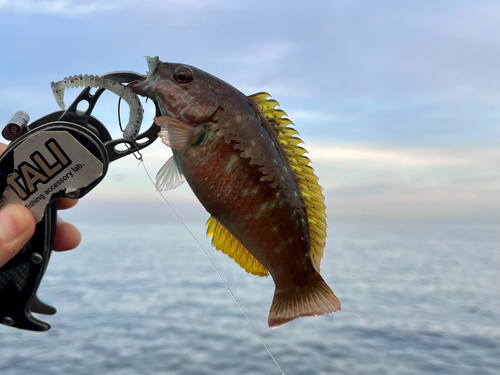 ホシササノハベラの釣果