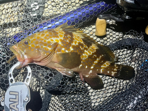 アコウの釣果