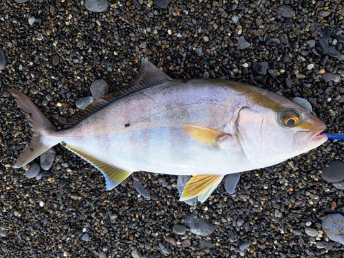 ショゴの釣果