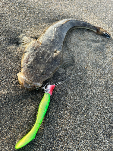 マゴチの釣果