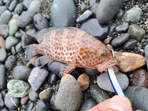 オオモンハタの釣果