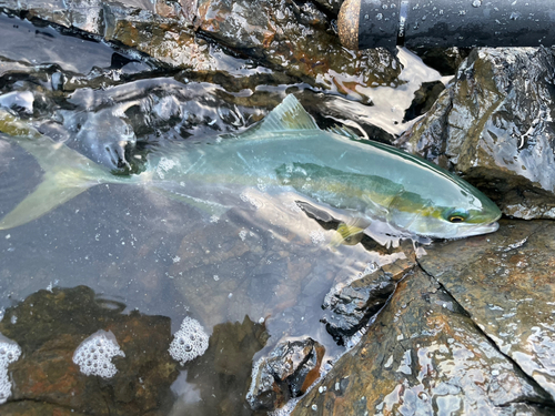 ツバスの釣果