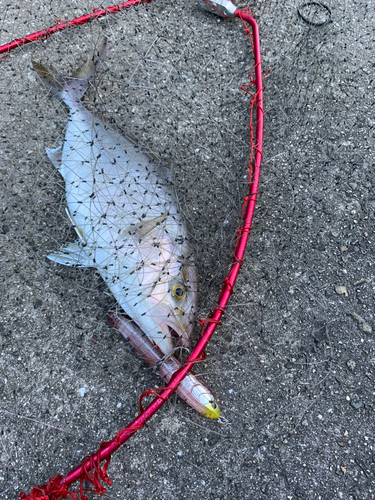 ショゴの釣果