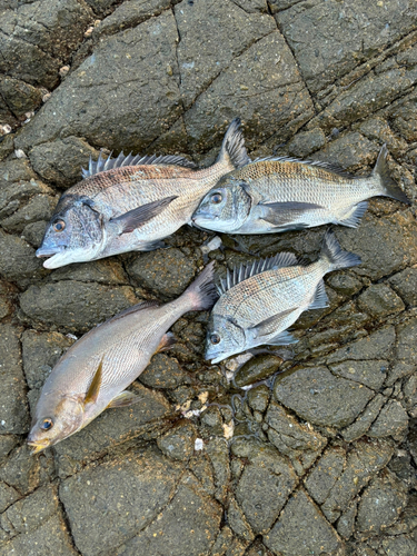 チヌの釣果