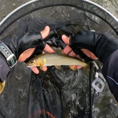 アユの釣果