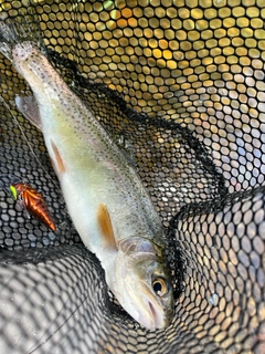 ニジマスの釣果