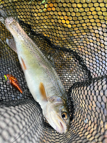 ニジマスの釣果