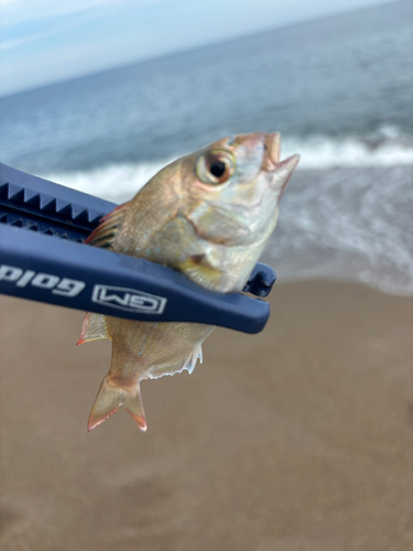 チャリコの釣果